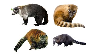 4 Types of Coati  Coatis of the World  Family Procyonidae Genus Nasua amp Nasuella coati [upl. by Towill]