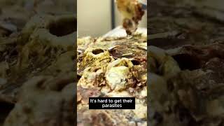 Rescue sea turtles from parasites on their shells 46 animals wildlife [upl. by Retnuh660]