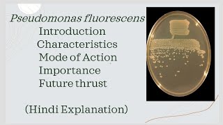 Pseudomonas fluorescens Complete detail in hindi  Biocontrol agent Mode of ActionSiderophore [upl. by Ranilopa]