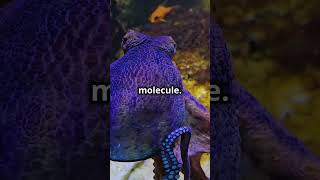 Did you know Why Octopuses Have Blue Blood [upl. by Kingsley]