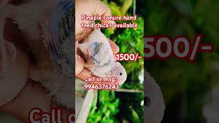 Pinaple conure hand feed chicks available only 1500🥰🥰 music song animalworld [upl. by Attey43]