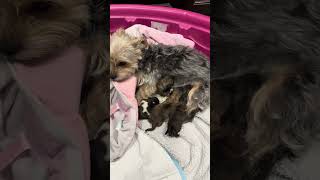 2 days old puppy morkie cute [upl. by Amsirhc397]