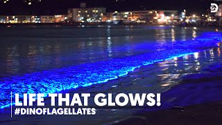 Life that glows  Dinoflagellates  Discovery Channel [upl. by Kariv54]