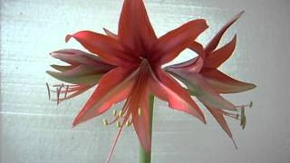 Amaryllis Hippeastrum Bulb Sumatra Cybister [upl. by Anirahc]