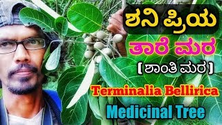 ತಾರೆ ಮರ ಶಾಂತಿ ಮರ Bheda Terminalia Bellirica [upl. by Aracot]