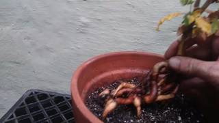 Boswellia sacra tree repot [upl. by Sankey397]