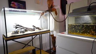 Meine BuntbarschNachzuchten ziehen um Ein neues Aquarium fürs Fischzimmer cichlid monsterfish [upl. by Ademla]