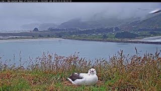 Red Billed Gull Pooped on Dad 657 AM 20191224 [upl. by Laforge360]