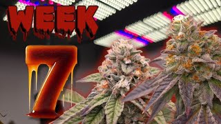 SEMANA 7 FLORACION 48 DIAS  SEGUIMIENTO CULTIVO INDOOR LED RESINA [upl. by Neelrad]