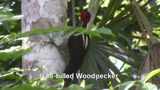 Birds of Belize  Woodpeckers and Woodcreepers [upl. by Atinuaj26]