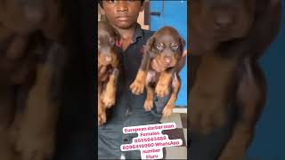 Doberman puppies for sale  8555943488 [upl. by Sivie]