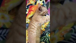 Kunti bogel anak oyen funny cat oyenlucu pets comedy catvideos shorts [upl. by Tymon]