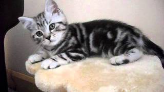 Silver Tabby Kitten Freddie 1 [upl. by Dihaz]