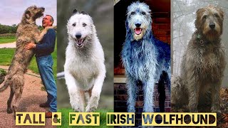 Lets Know About Irish Wolfhound  A Tallest amp Fastest Hound Breed  Irish Wolfhound Puppies [upl. by Asert933]