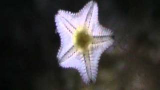 Piccola Stella marina  Little Starfish [upl. by Hedberg]