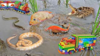 So Amazing Catching Colorful Betta Fish In The River Cute Catfish Ornamental Fish Turtle Bird Wolf [upl. by Alit]