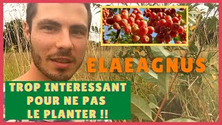 16 RAISONS de PLANTER des ELAEAGNUS  COMMENT MULTIPLIER des elaeagnus arbustes fixateurs dazote [upl. by Lleraj907]