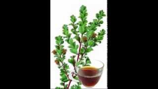 Buchu Tea Health Benefits [upl. by Harlamert942]