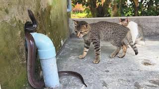 Feral cats are chasing a big snake out of their house [upl. by Nahgen]