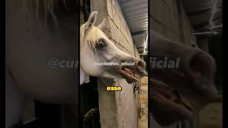 CAVALO FICOU MALUCO [upl. by Yelah732]