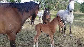 134ll Orphan Foal Finds A New Mum Australian Brumby challenge  Lara Beth [upl. by Hilbert]