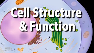 Cell Structure and Functions Animation [upl. by Netsew]