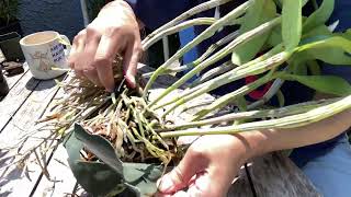 Repotting Guarianthe aurantiaca [upl. by Goodkin]