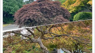 Big Acer palmatum dissectum Japanese laceleaf maple pruning in Seattle Late July  Before amp After [upl. by Walrath]