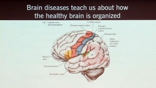 Brain Games that Capture Brain Circuits and What Neuroscience Tells Us about the Self [upl. by Yup368]