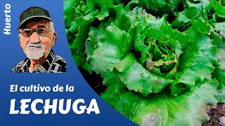 𝗟𝗘𝗖𝗛𝗨𝗚𝗔 como producir tus lechugas [upl. by Pironi177]