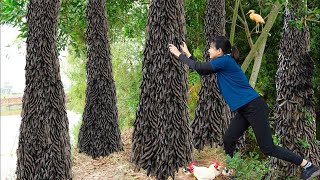 AMAZING  Harvest Soapberry Go to sell  Wonderful fruit in the deep forest  UR Lý Tiểu Luyến [upl. by Thant176]