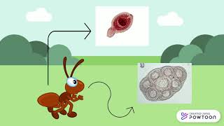 Ciclo de vida Raillietina spp e Inermicapsifer [upl. by Essilem35]