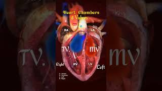 Heart chamber and Heart valves l heart shorts [upl. by Airemat]