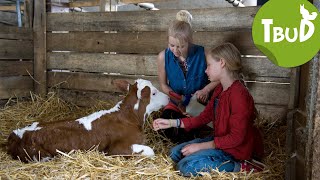 Milchmädchenrechnung Folge 48  Tiere bis unters Dach  SWR Plus [upl. by Enaud]