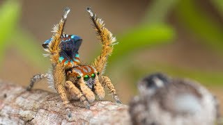 Peacock Spider 19 Maratus unicup [upl. by Sixele]