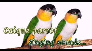 Caique parrot singing sounds [upl. by Naj265]