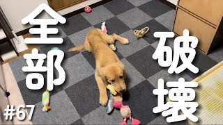 ダイソーの高いおもちゃから破壊していく違いのわかる子犬【ゴールデンレトリバー】 [upl. by Lalat733]