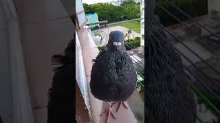 HIJO DE TAPACHULA CERRANDO MUDA 🔥✈️ rap trap hiphop reggaeton pigeon palomeroscubanos [upl. by Stutsman]