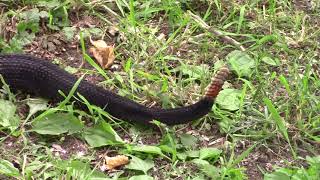 Rattlesnake Roundup June 18 2022 [upl. by Sievert70]