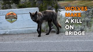 WOLVES MAKE A KILL ON BRIDGE  Wolves  Yellowstone National Park  YellowstoneVideocom [upl. by Llebpmac]