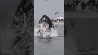 What Happened in Whale 🐋 End Time  shorts whale [upl. by Inaliel]