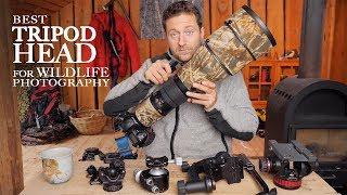 Best TRIPOD HEAD for WILDLIFE PHOTOGRAPHY  Ballhead vs gimbal vs video head photo friday [upl. by Saphra]