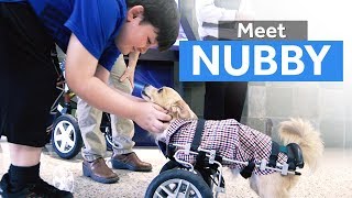 Meet Nubby the twolegged therapy dog [upl. by Etnoled]