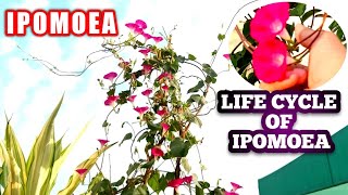 How to grow and care of ipomoea vine plant  Life cycle of morning glory vine plant  Ipomoea tree [upl. by Oinimreh]