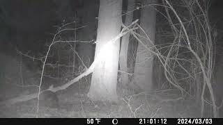 Three Days Of Trail Cam Footage trailcam northcarolina [upl. by Ahsirpac570]