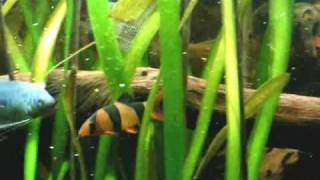 Feeding time in my 420 liters tropical Asia fish tank  Asienbecken 56 [upl. by Richardson]