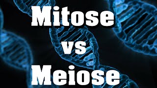 Mitose vs Meiose  der schnelle Vergleich [upl. by Wichman]