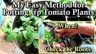 When amp How to PotUp Tomato Seed Starts or Transplants The Simple Quick Basics [upl. by Assirhc352]