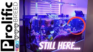 MIXED REEF TANK AQUARIUM UPDATE  RED SEA REEFER 350 [upl. by Sandro914]