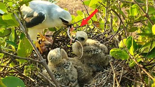 WhiteTailed Kite The Young Bird Receives Mouse tail from mother [upl. by Ayekehs]